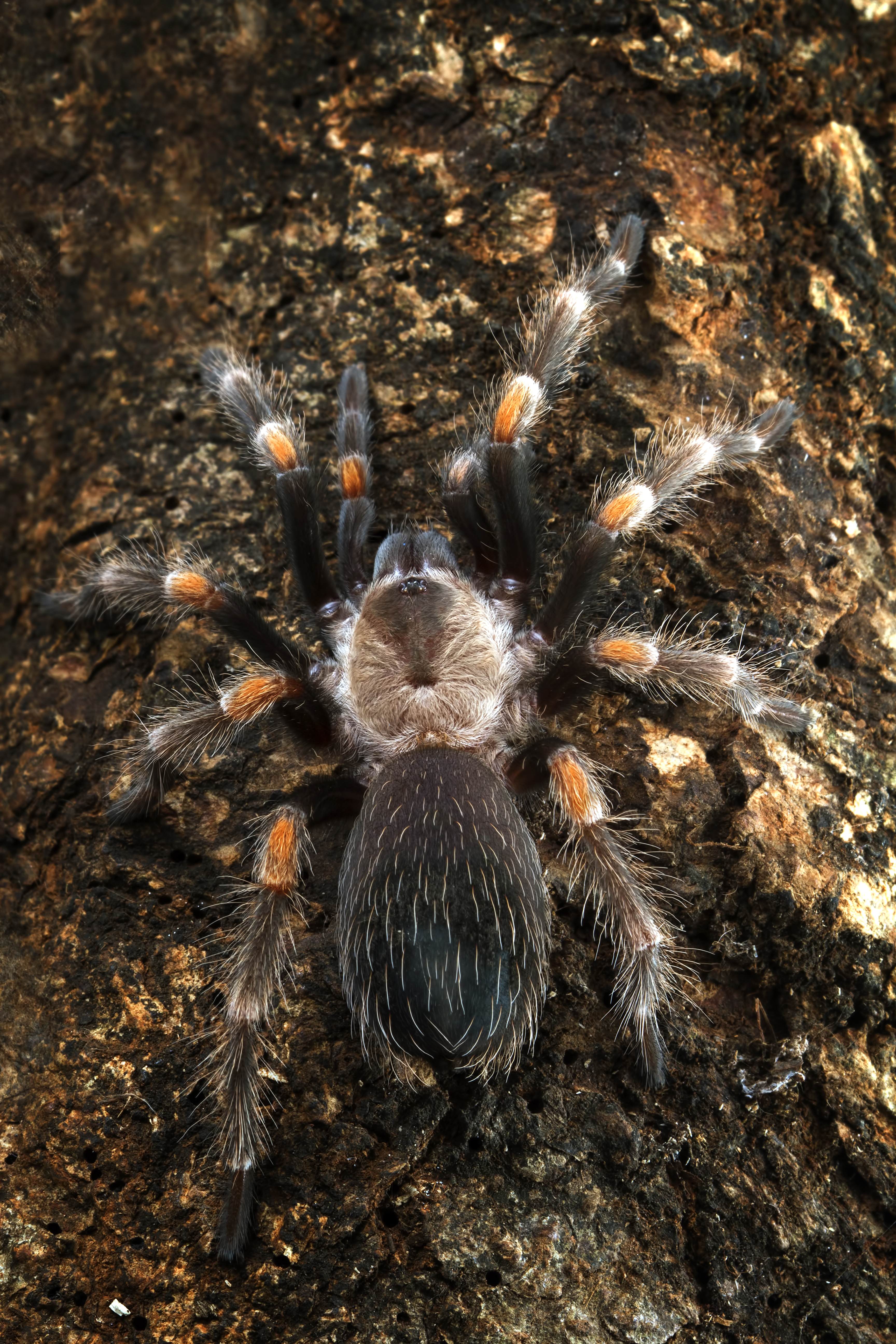 tarantula